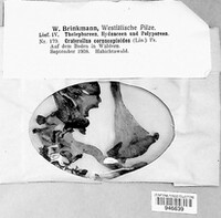 Craterellus cornucopioides image